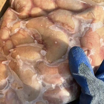 一级鸭腰