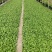 油麦菜苗需要的联系保证质量成活率高，现拔现发价格美丽