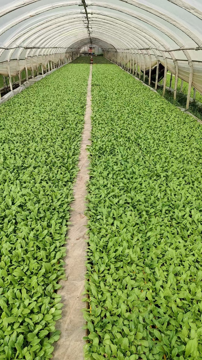 油麦菜苗需要的联系保证质量成活率高，现拔现发价格美丽