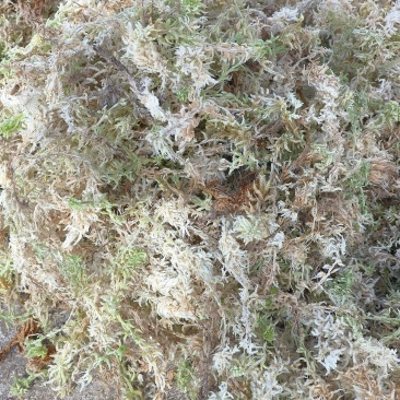 蝴蝶兰专用水苔石斛兰兰科植物***无菌透气干苔藓盆栽铺面