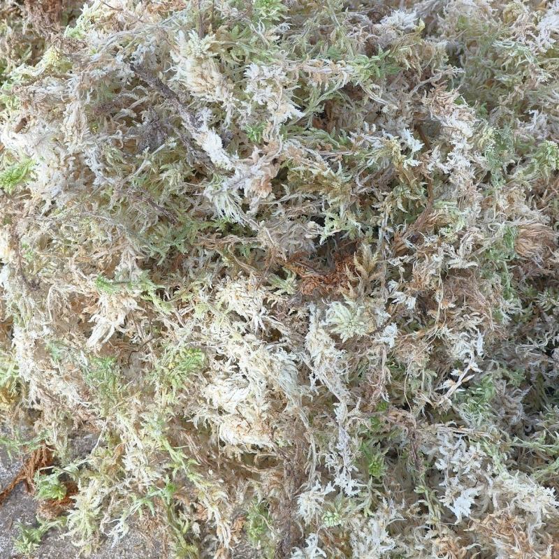 蝴蝶兰专用水苔石斛兰兰科植物***无菌透气干苔藓盆栽铺面