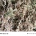 蝴蝶兰专用水苔石斛兰兰科植物***无菌透气干苔藓盆栽铺面