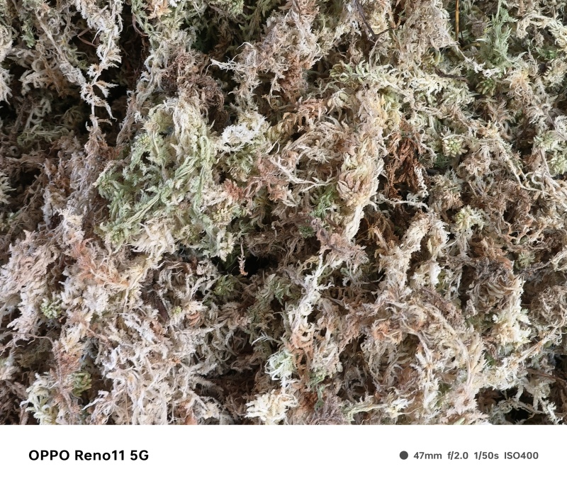 蝴蝶兰专用水苔石斛兰兰科植物***无菌透气干苔藓盆栽铺面