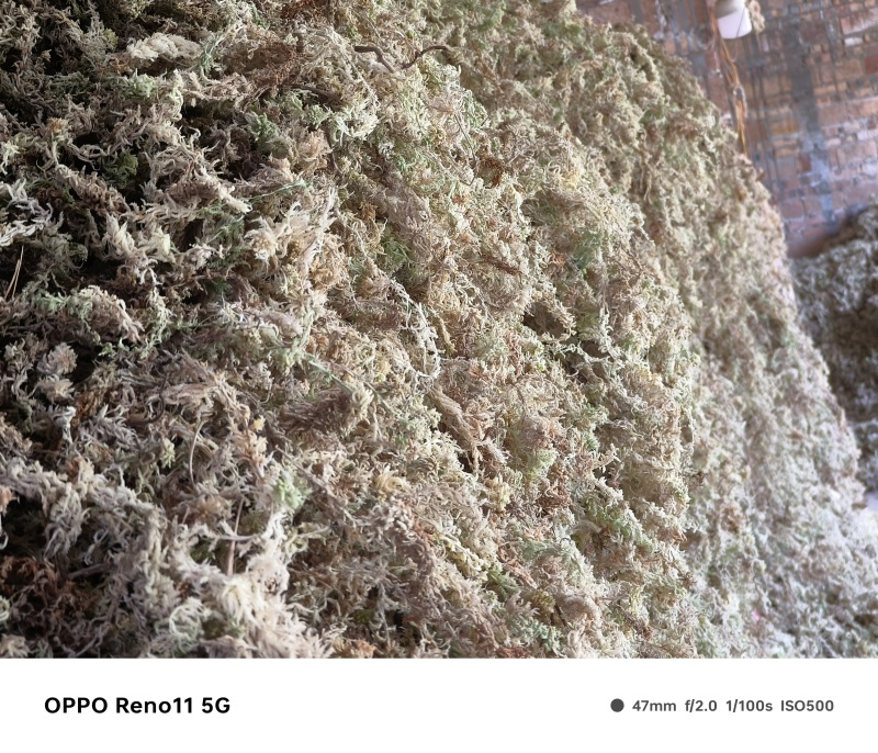蝴蝶兰专用水苔石斛兰兰科植物***无菌透气干苔藓盆栽铺面