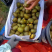 徐香弥猴桃量大从优供货稳定欢迎订购