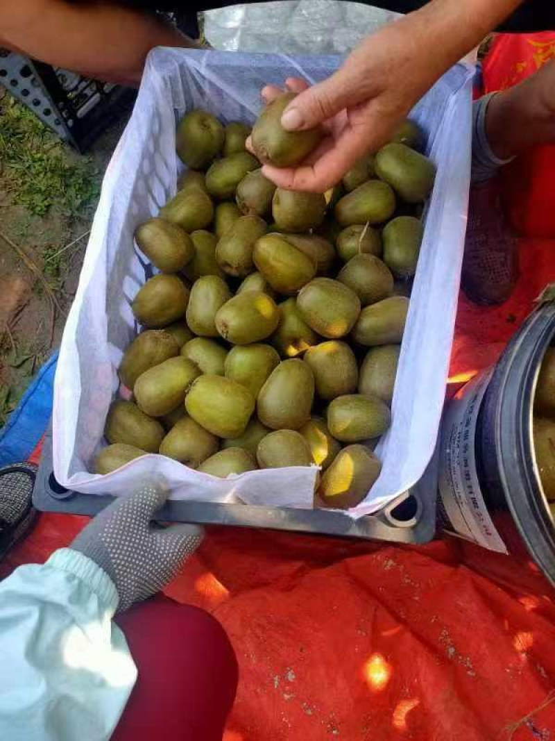 徐香弥猴桃量大从优供货稳定欢迎订购