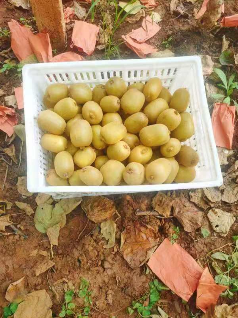 徐香弥猴桃量大从优供货稳定欢迎订购