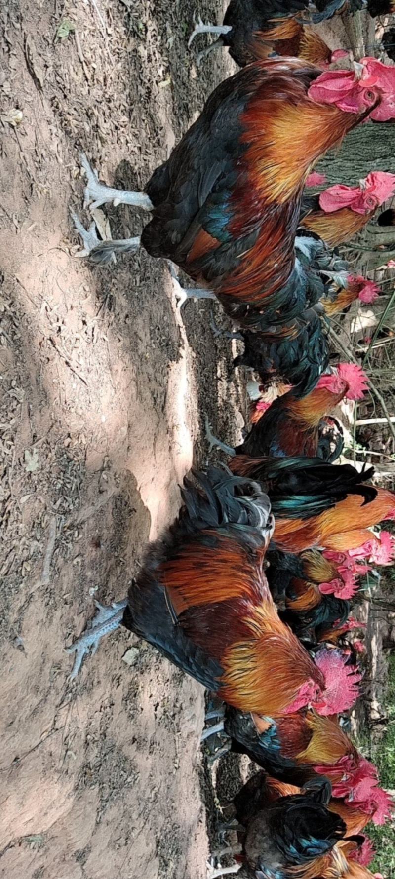 纯粮食跑山鸡