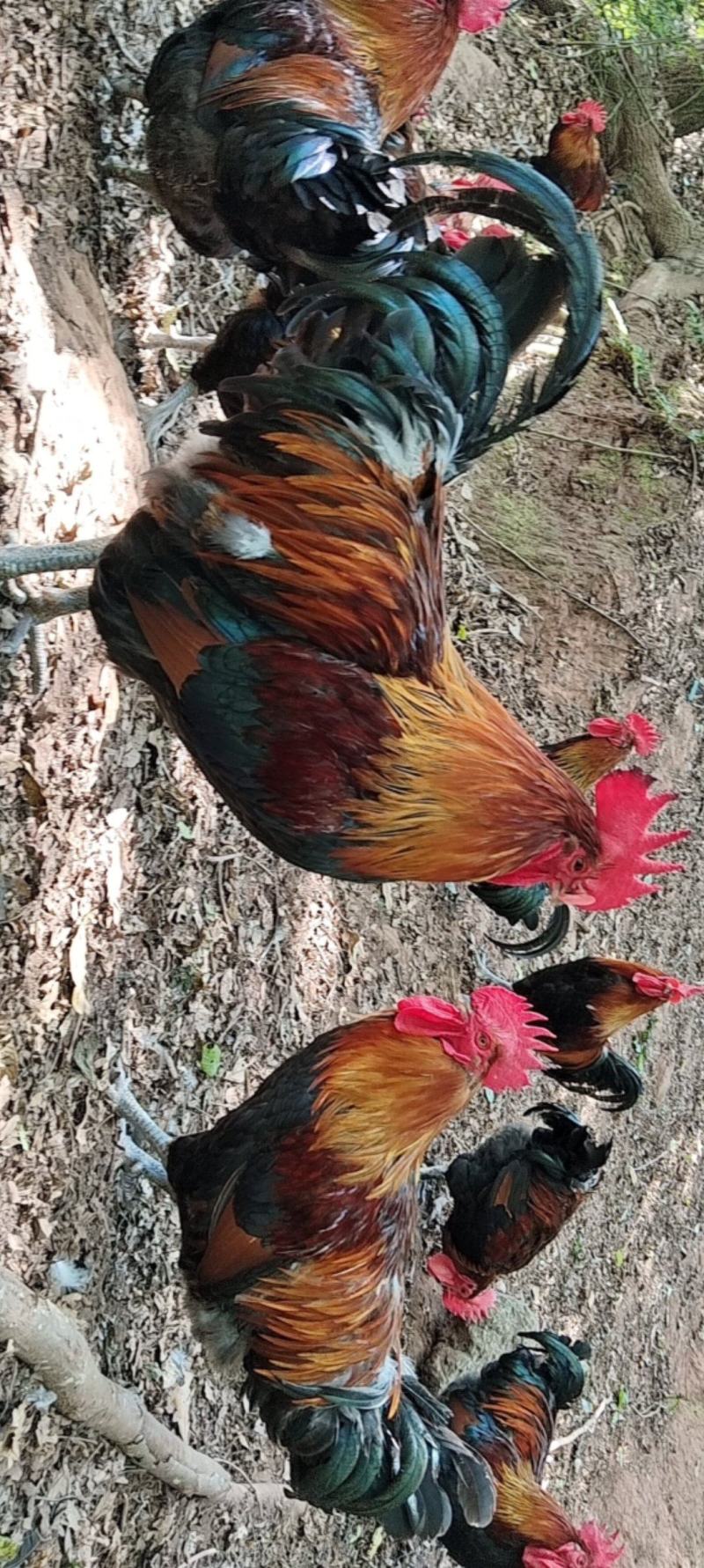 纯粮食跑山鸡