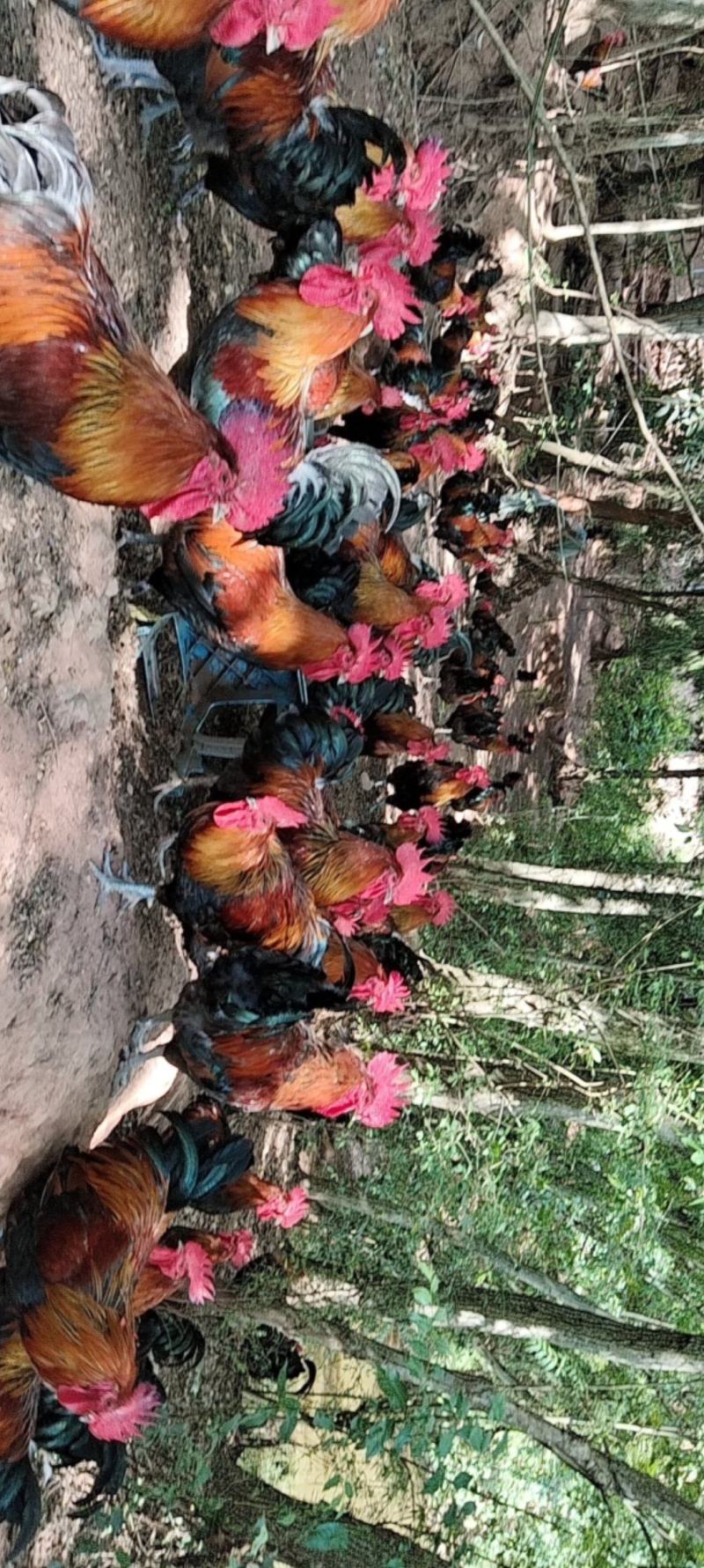 纯粮食跑山鸡