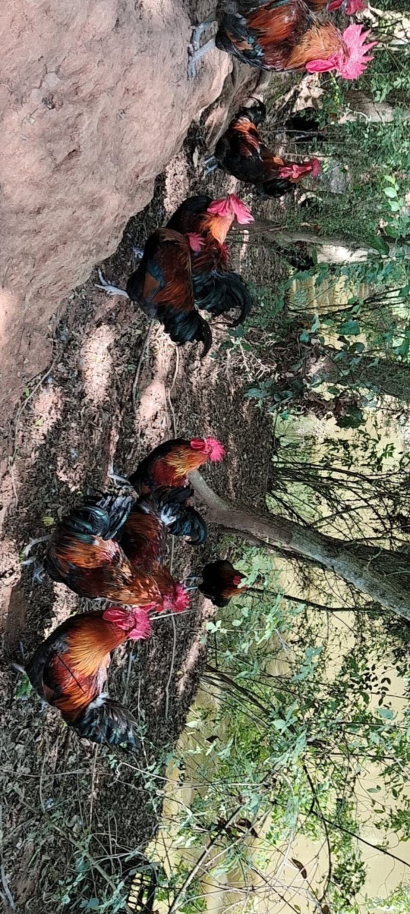纯粮食跑山鸡