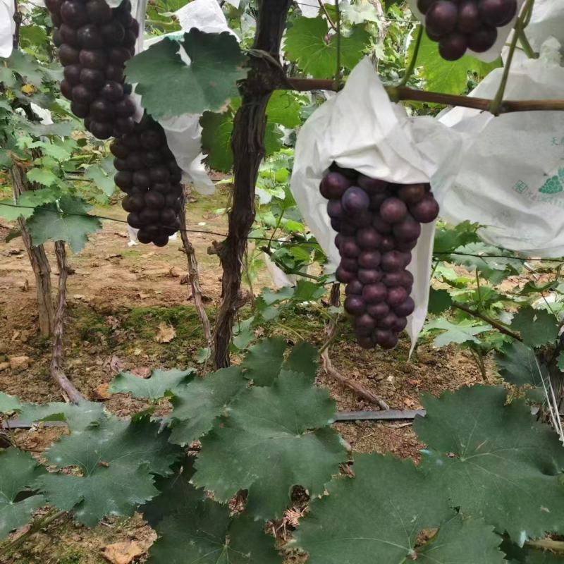 巨峰葡萄精品葡萄电商市场商超货源欢迎选购
