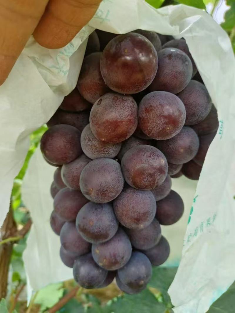 巨峰葡萄精品葡萄电商市场商超货源欢迎选购