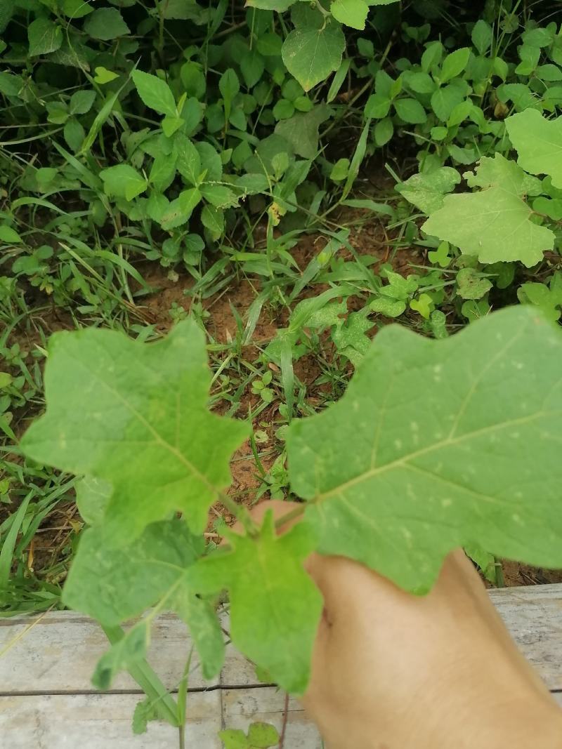 刺茄苗