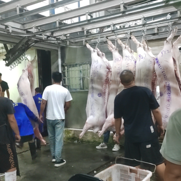 长期向市场供应猪白条，欢迎各位老板咨询我们