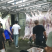 长期向市场供应猪白条，欢迎各位老板咨询我们