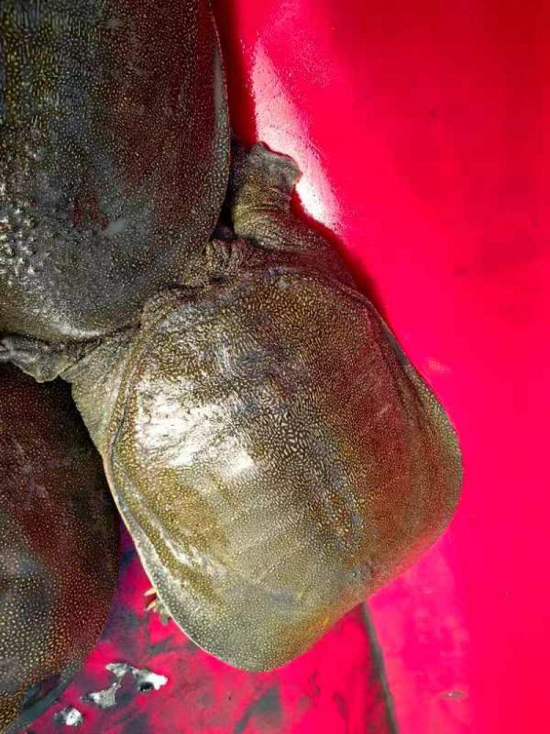 甲鱼