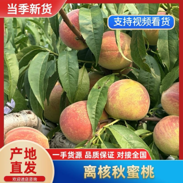 离核大叶子蜜大离核二老板口感脆甜供应全国