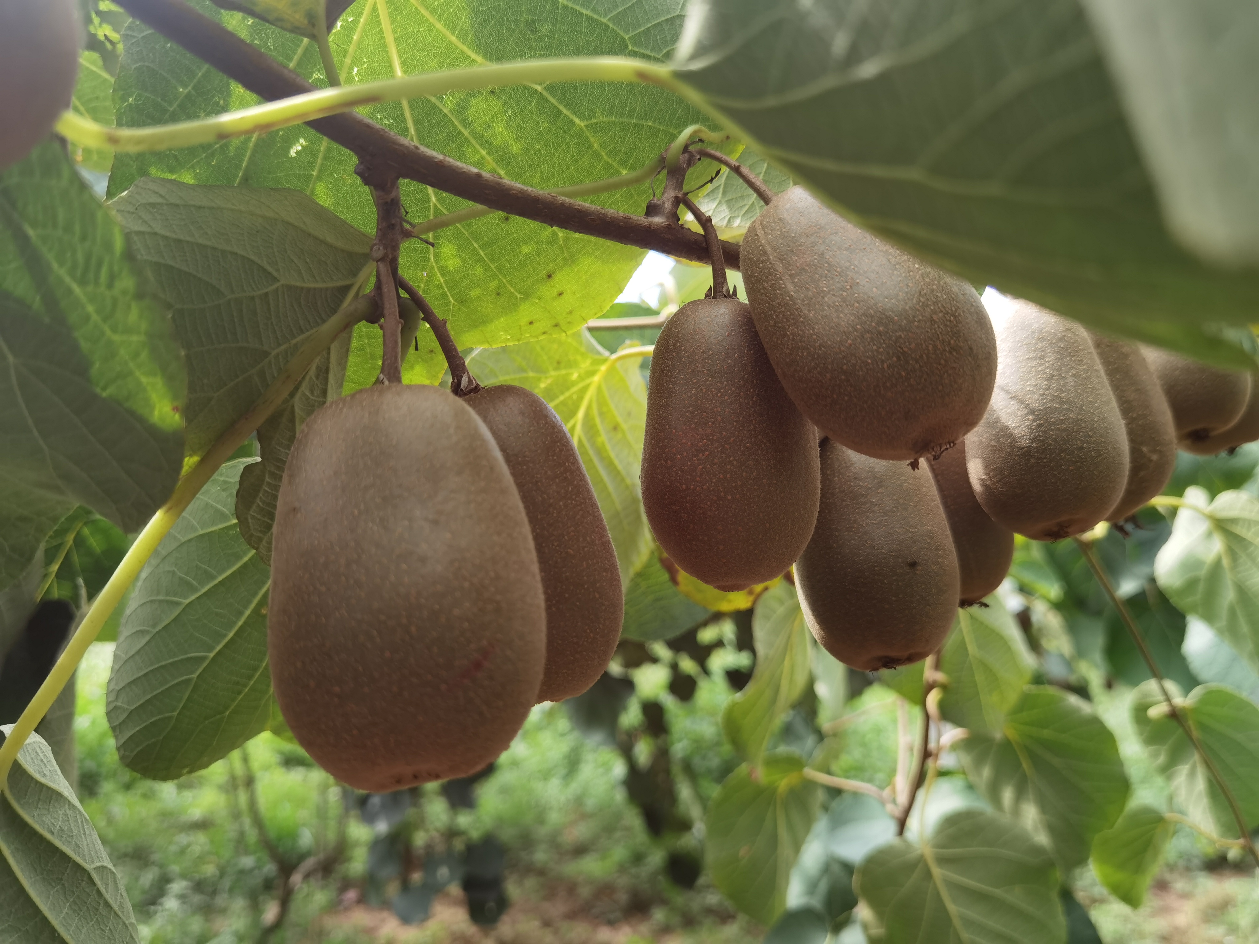 红心猕猴桃手感检测图