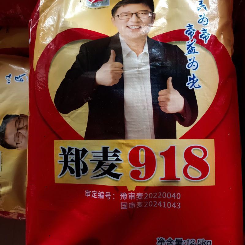 郑麦918小麦种子:抗病耐春倒寒原厂原种假一赔十