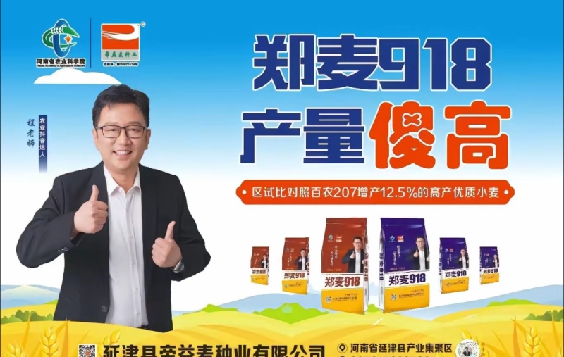 郑麦918小麦种子:抗病耐春倒寒原厂原种假一赔十