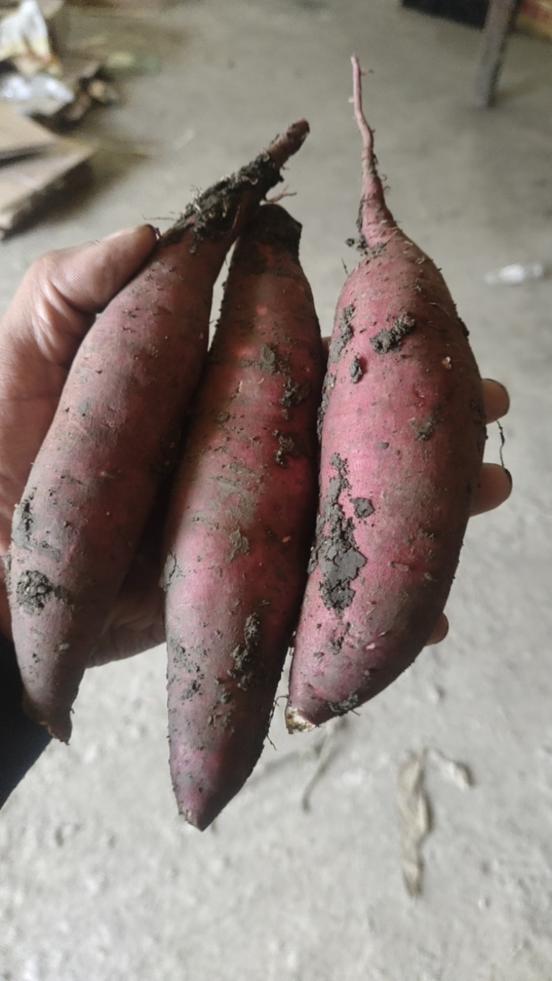 天津丝滑黑土地丝滑榴莲蜜薯红瑶蜜薯软诺无丝