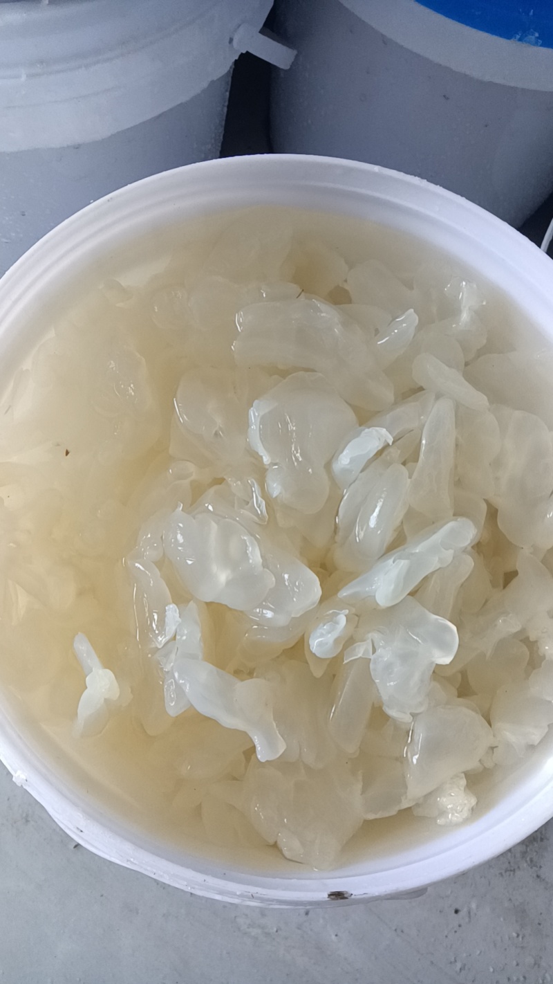 海蜇皮