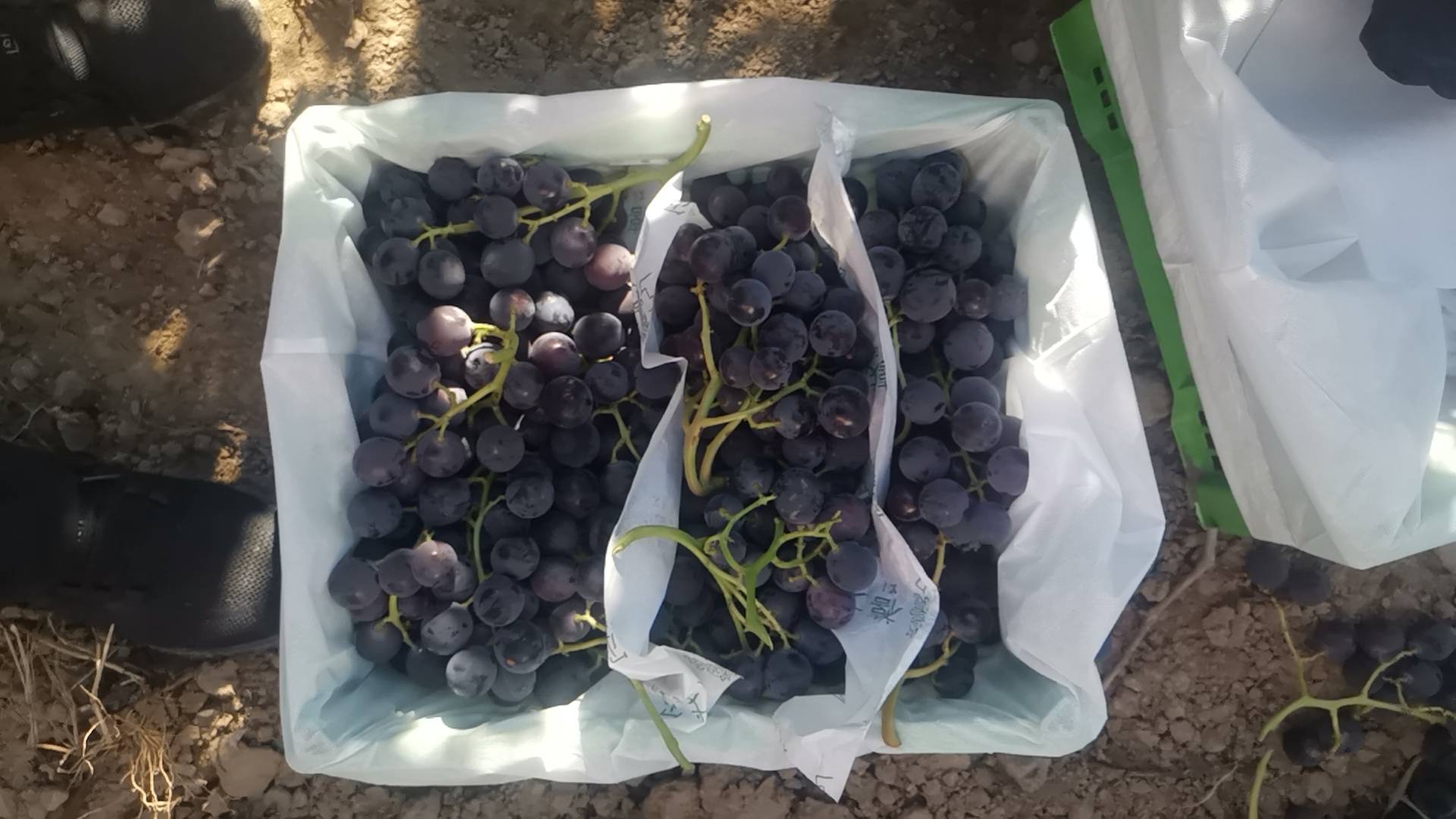 夏黑葡萄在常温下与低温下的对比图