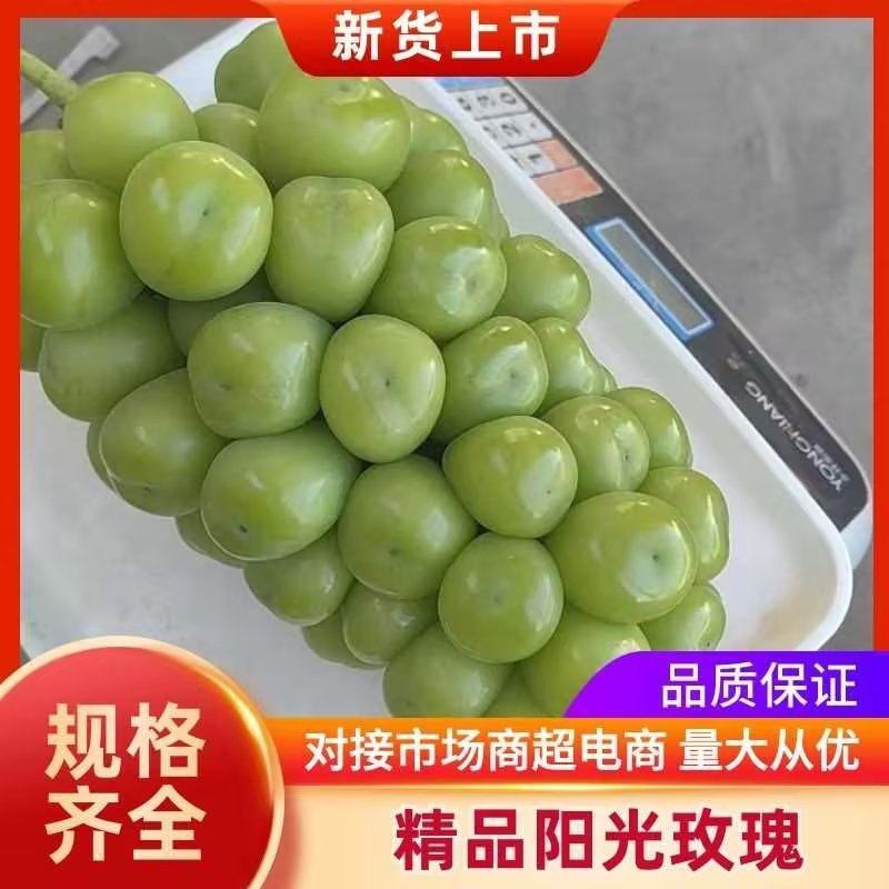 陕西阳光玫瑰基地直供一手货源品质保证量大从优