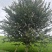 粉花紫薇地径:10公分一15公分，基地量大，价优。