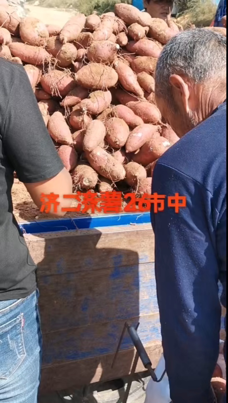 山东省泗水县各种红薯大量上市.欢迎选购