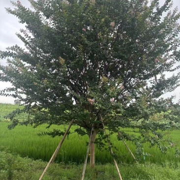粉花紫薇地径:10公分一15公分，基地量大，价优。