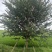 粉花紫薇地径:10公分一15公分，基地量大，价优。