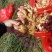 山东红芽鲜姜大量上市了，货源充足，价格便宜，