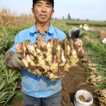 山东红芽鲜姜大量上市了，货源充足，价格便宜，