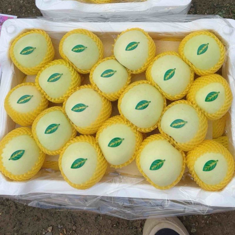 辽南奶油富士