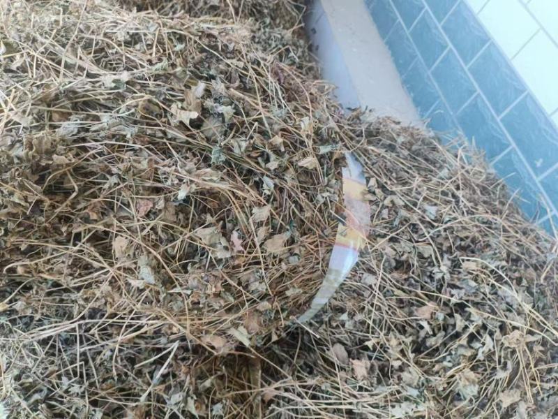 （实力）鱼腥草养生保质保量可视频看货