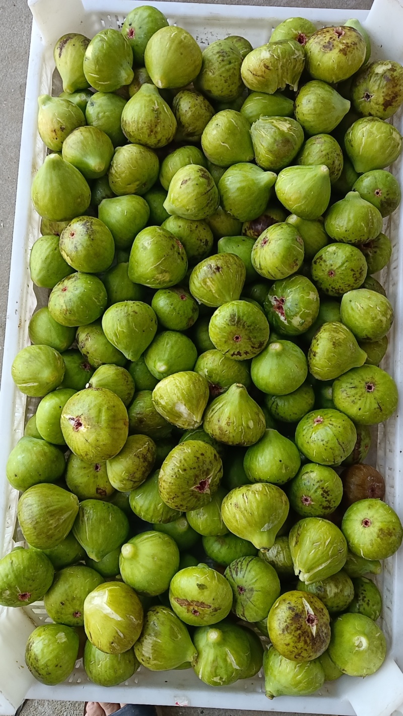 无花果大熟果
