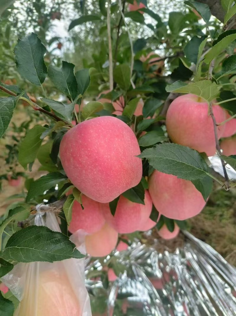 纸袋中秋王苹果