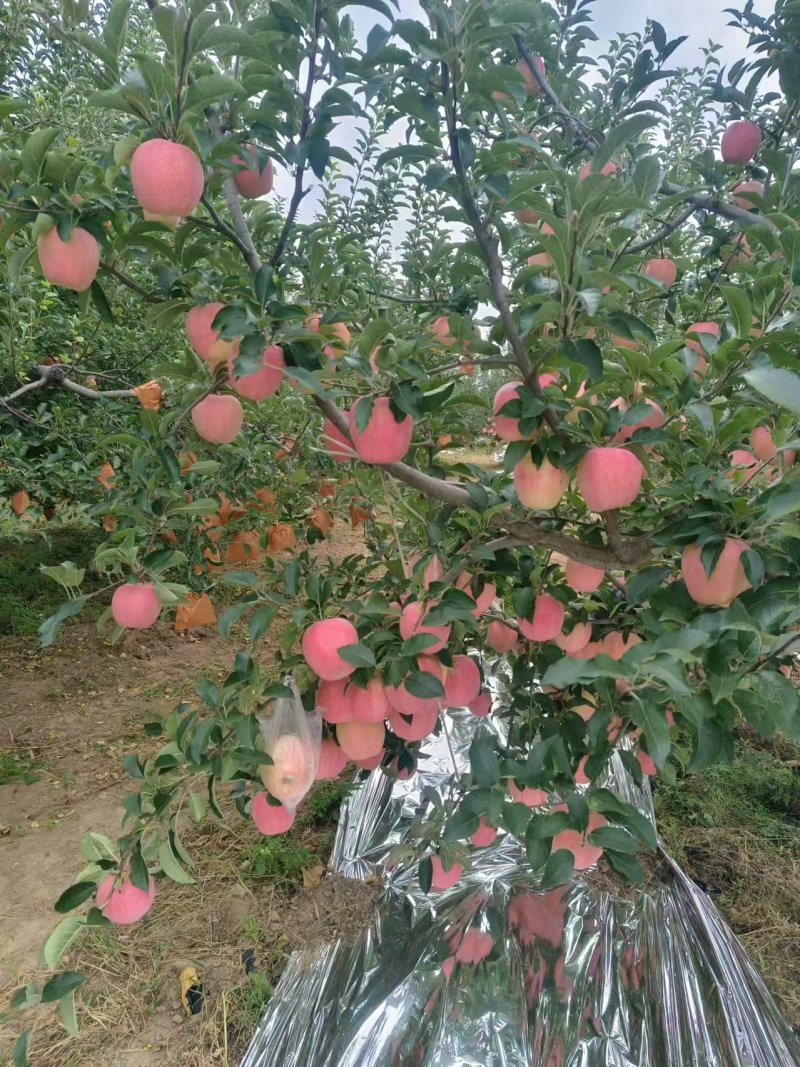 纸袋中秋王苹果