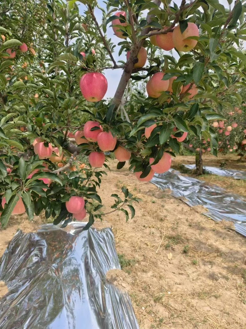 纸袋中秋王苹果