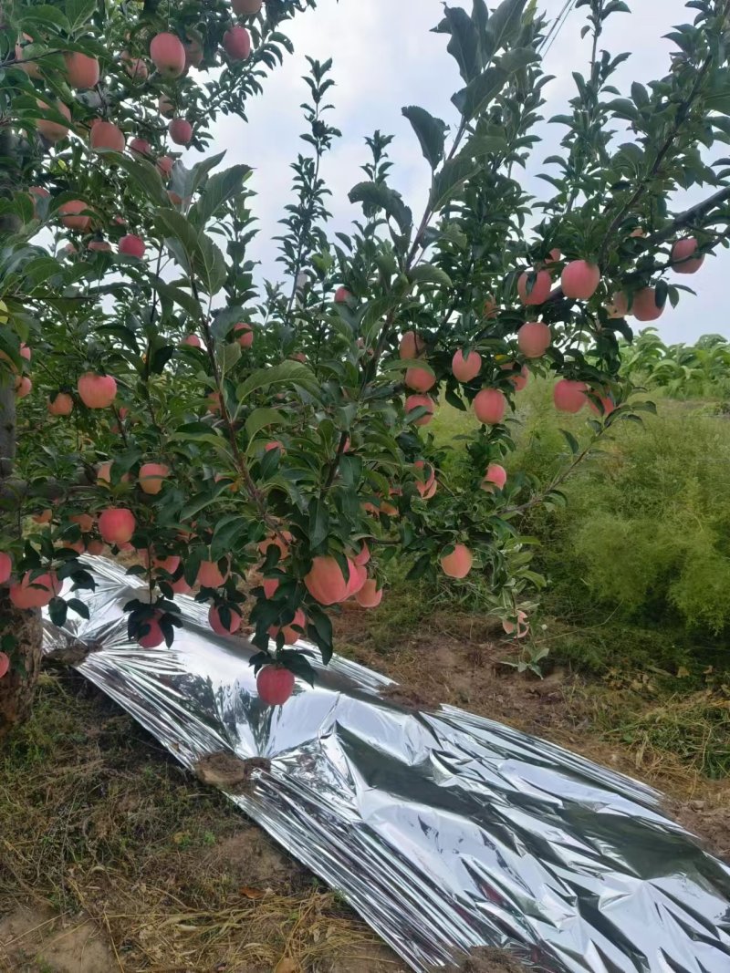 纸袋中秋王苹果