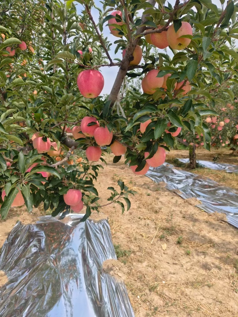 纸袋中秋王苹果