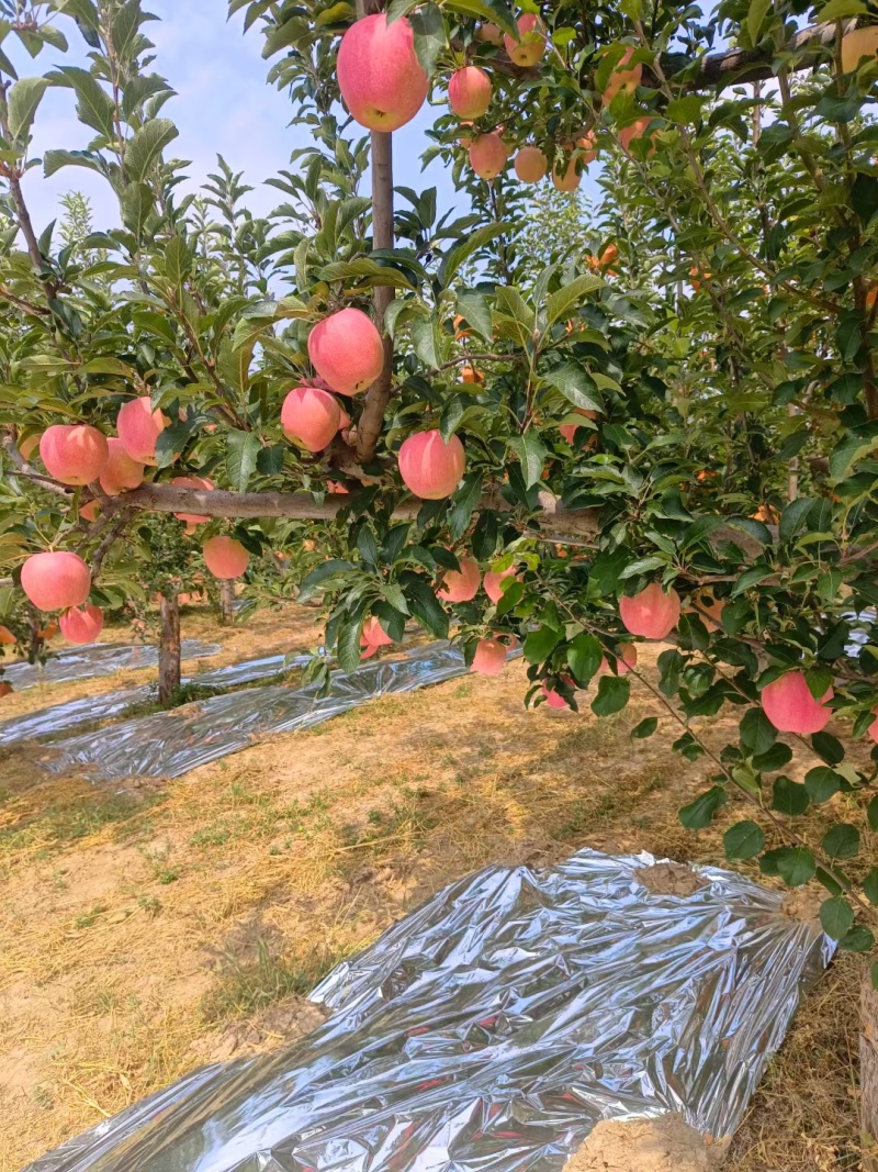 纸袋中秋王苹果