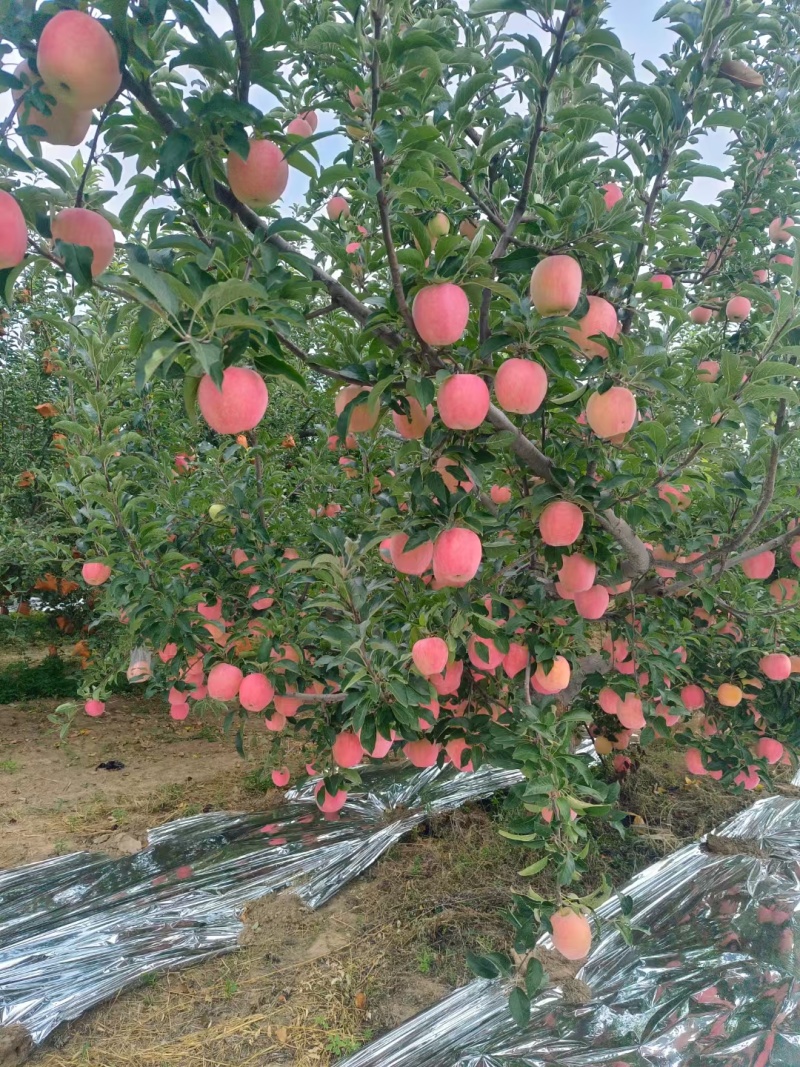 纸袋中秋王苹果
