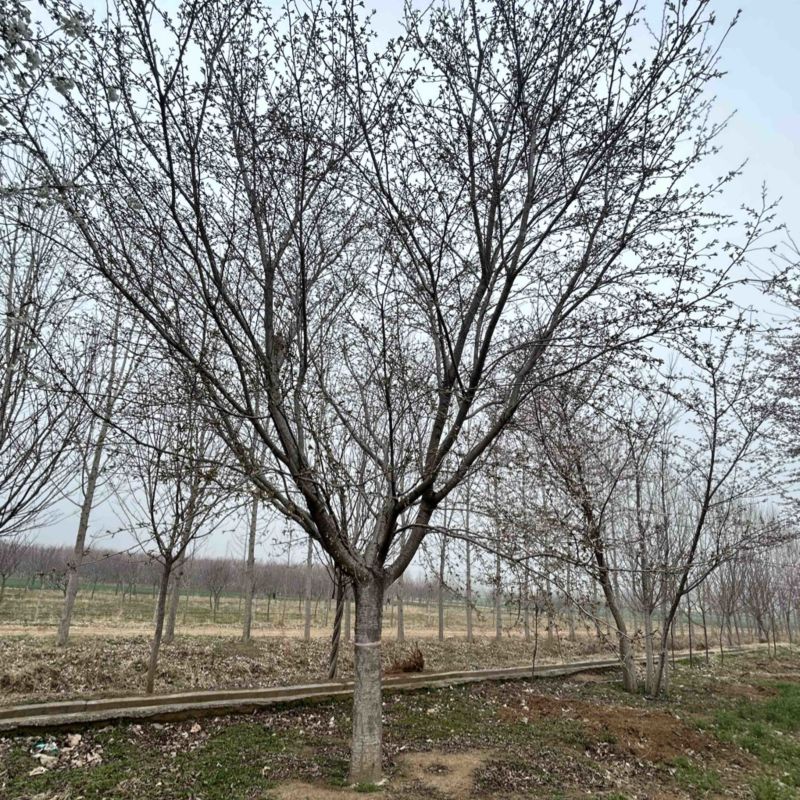 苗圃大量供应8-30公分樱花，价格合适，苗圃直销