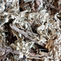 翻白草新货自然晒干无硫熏野生的