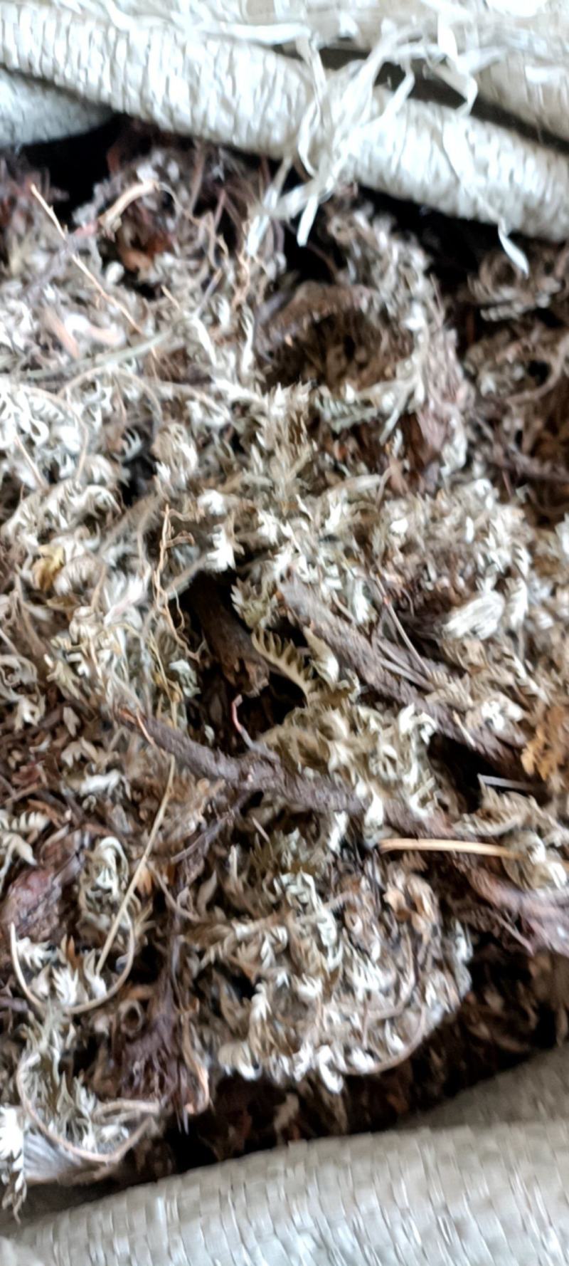 翻白草新货自然晒干无硫熏野生的