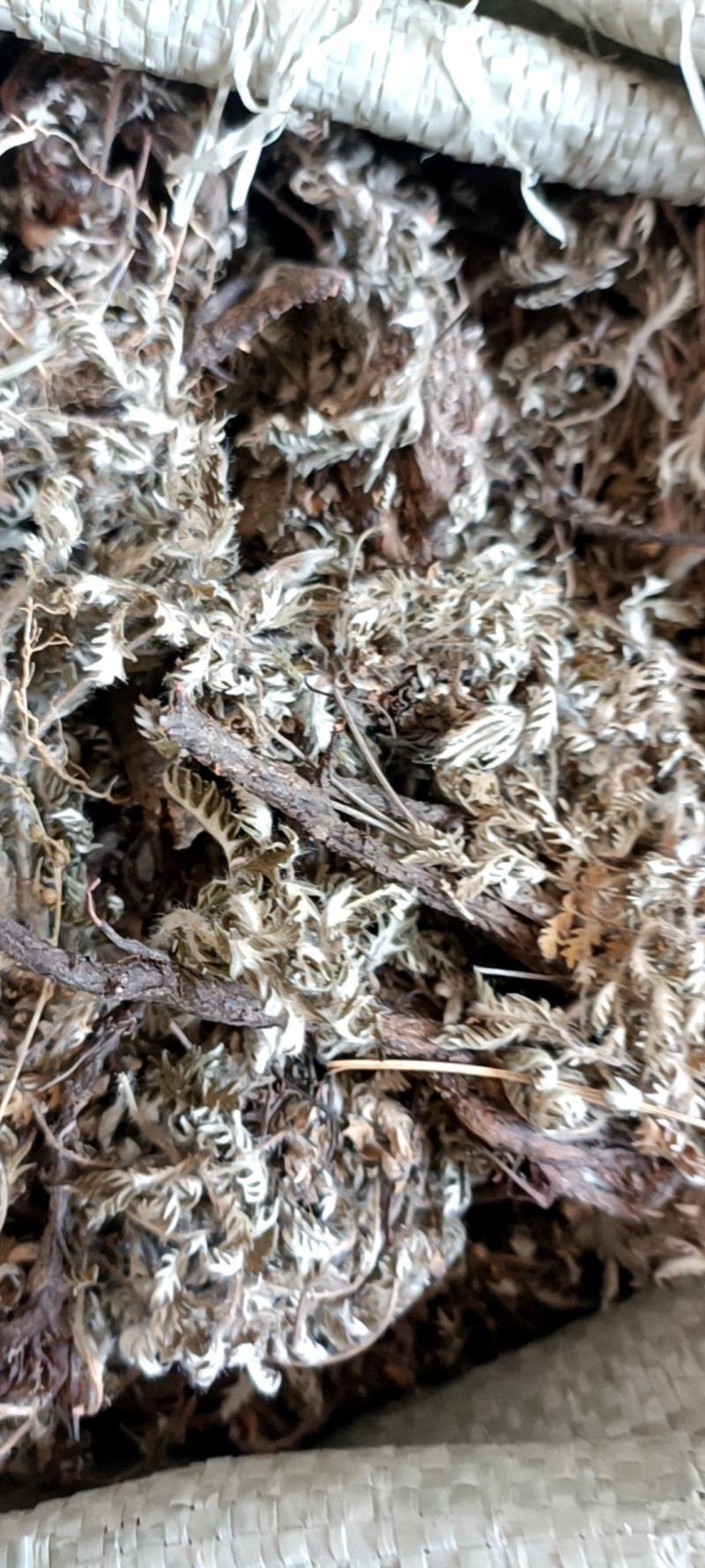 翻白草新货自然晒干无硫熏野生的