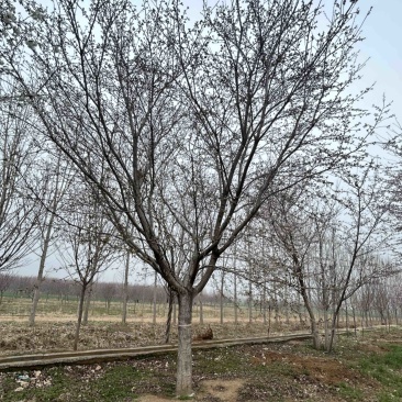常年供应8-30公分樱花，价格合适，苗圃直销